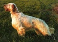 Setter Anglais RADENTIS D'ESPANA Setter Anglais RADENTIS D'ESPANA
